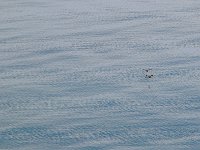 Antartica 南极217