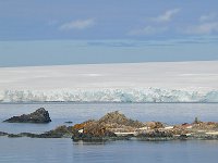 Antartica 南极221