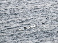 Antartica 南极293