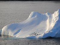 Antartica 南极294