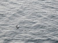 Antartica 南极299