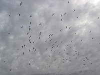 Antartica 南极3