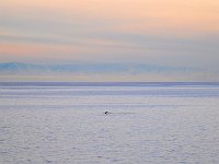 Antartica 南极303