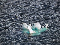Antartica 南极31