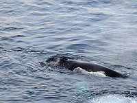 Antartica 南极315