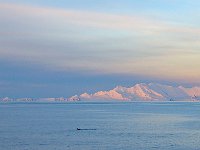 Antartica 南极318