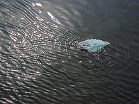 Antartica 南极59