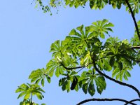 Iguassu 伊瓜苏15
