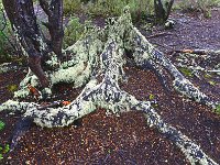 Tierra del Fuego Nat‘l Park 火地岛国家公园12