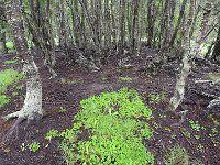 Tierra del Fuego Nat‘l Park 火地岛国家公园14