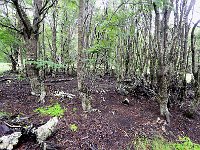 Tierra del Fuego Nat‘l Park 火地岛国家公园18