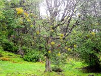 Tierra del Fuego Nat‘l Park 火地岛国家公园19
