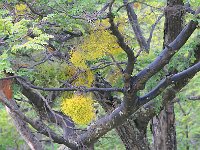 Tierra del Fuego Nat‘l Park 火地岛国家公园25