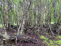 Tierra del Fuego Nat‘l Park 火地岛国家公园28