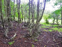 Tierra del Fuego Nat‘l Park 火地岛国家公园31