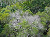 World Heritage Rainforest 世遗雨林