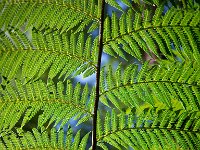 Rainforest 雨林