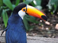 Bird 鸟13  Iguazu 伊瓜苏48