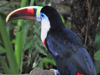 Bird 鸟14  Iguazu 伊瓜苏41