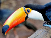 Bird 鸟16  Iguazu 伊瓜苏47