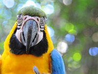 Bird 鸟26  Iguazu 伊瓜苏46