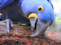 Bird 鸟28  Iguazu 伊瓜苏44
