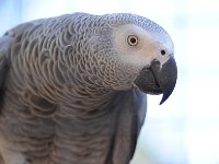 Bird 鸟33  Iguazu 伊瓜苏43