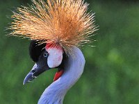 Bird 鸟4  Iguazu 伊瓜苏40