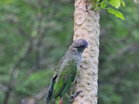 DSC 2650s  Iguazu 伊瓜苏39