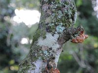 DSC 2690s  Iguazu 伊瓜苏37