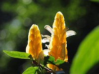 DSC 3144s  Iguazu 伊瓜苏24