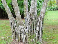 Botanical Garden 植物园34