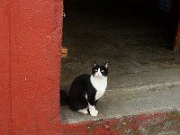 Puerto Montt 蒙特港16