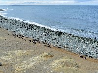 Punta Arenas 蓬塔阿雷纳斯12