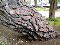 Punta Arenas 蓬塔阿雷纳斯42
