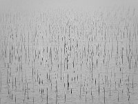 Xiapu 霞浦 (2016)