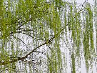 Luoyang 洛阳13