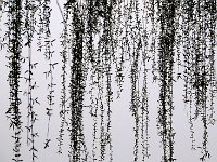 Luoyang 洛阳15