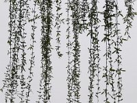 Luoyang 洛阳16