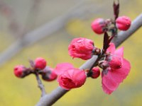 Luoyang 洛阳4