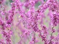 Luoyang 洛阳6