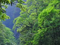 ZhangJiaJie 张家界16