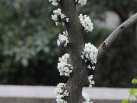 Suzhou 苏州2011 3