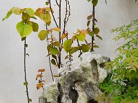 TongLi 同里