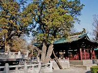 JinCi 晋祠26