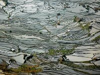 Yuanyang 元阳34