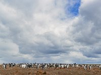 FalklandIsland／MalvinasIsland 福克兰群岛（马岛）1