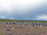 FalklandIsland／MalvinasIsland 福克兰群岛（马岛）13