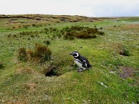 FalklandIsland／MalvinasIsland 福克兰群岛（马岛）28