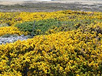 FalklandIsland／MalvinasIsland 福克兰群岛（马岛）49